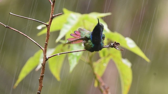 kolibřík tropický - ML593215871