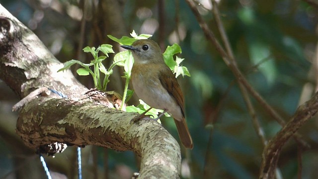 Fulvous-chested Jungle Flycatcher - ML593216851