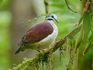  - Sapphire Quail-Dove