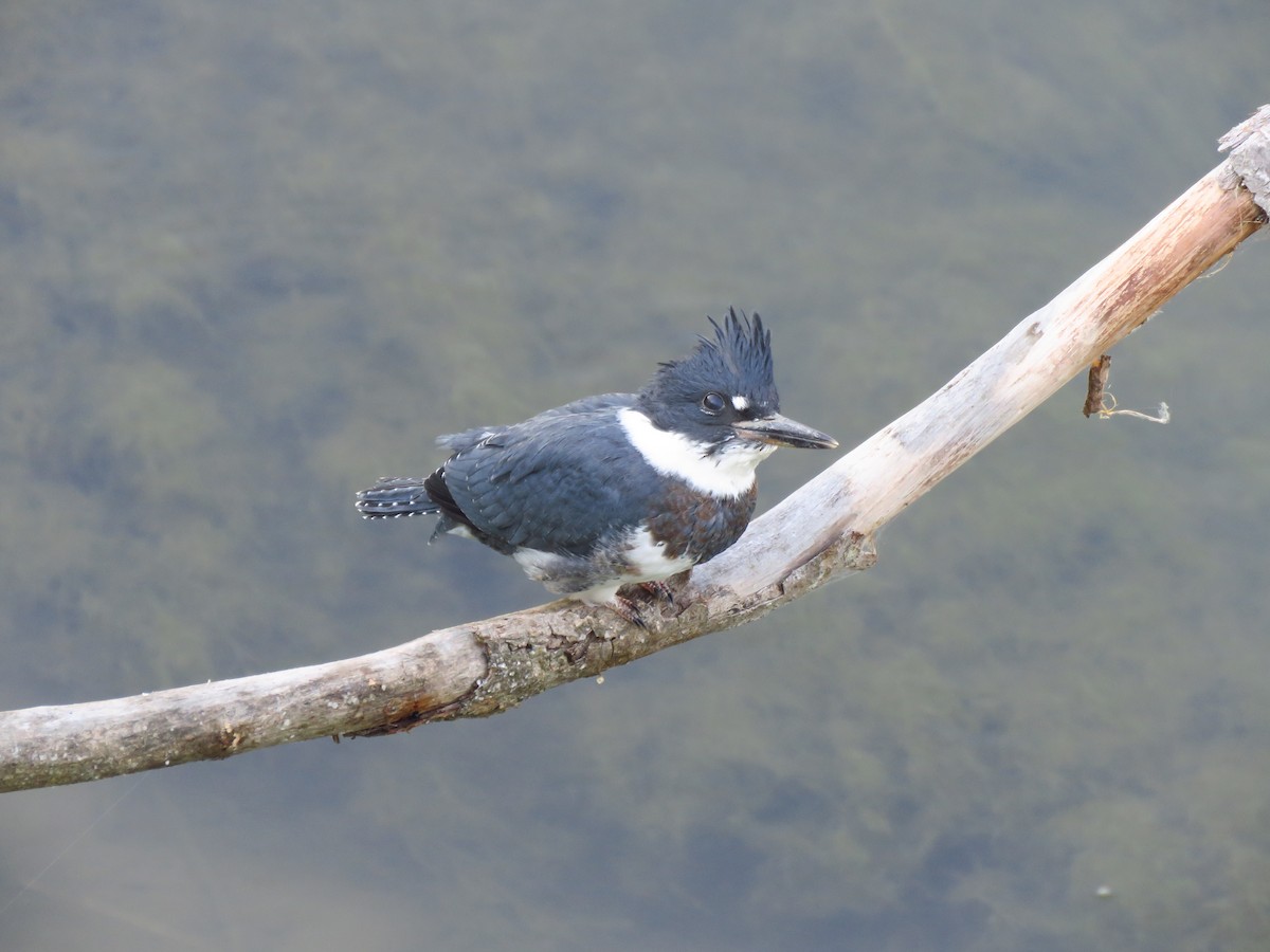 Belted Kingfisher - ML593227661