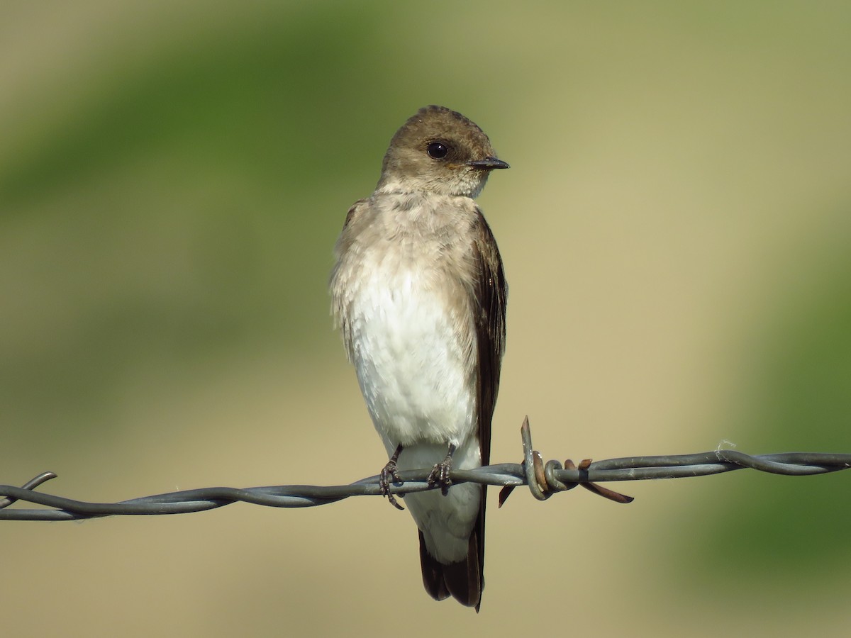 Northern Rough-winged Swallow - ML593227831