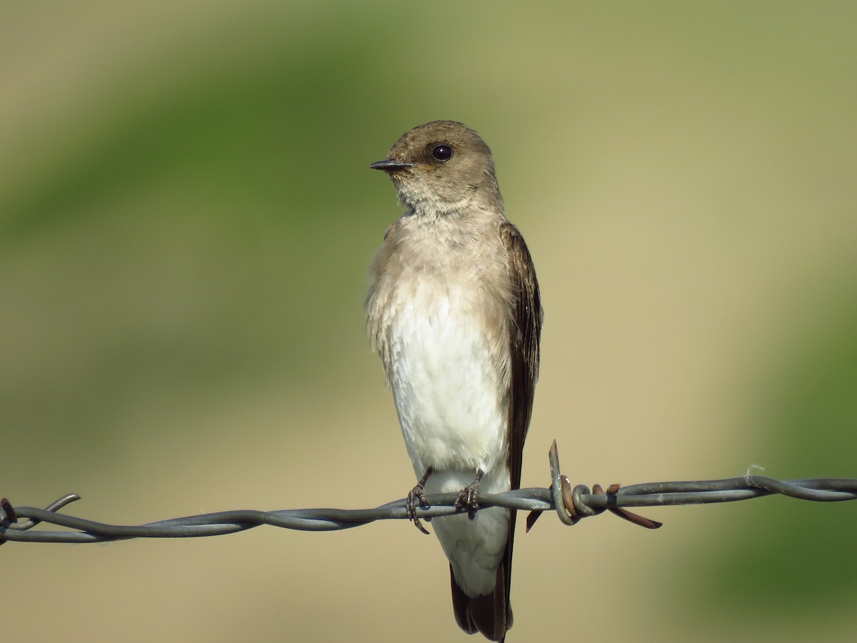 Northern Rough-winged Swallow - Ken Orich