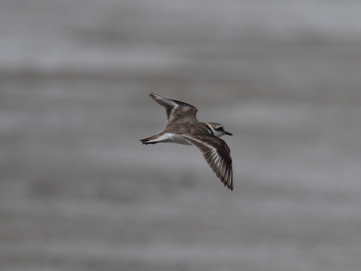 eBird Checklist 11 Jul 2023 Mono Lake10 Mile Beach 2 species