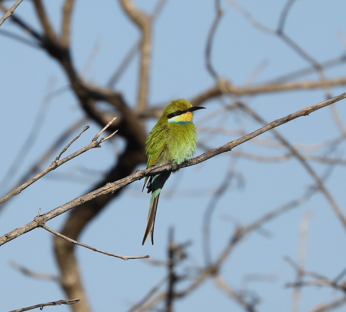 Swallow-tailed Bee-eater - ML593230671