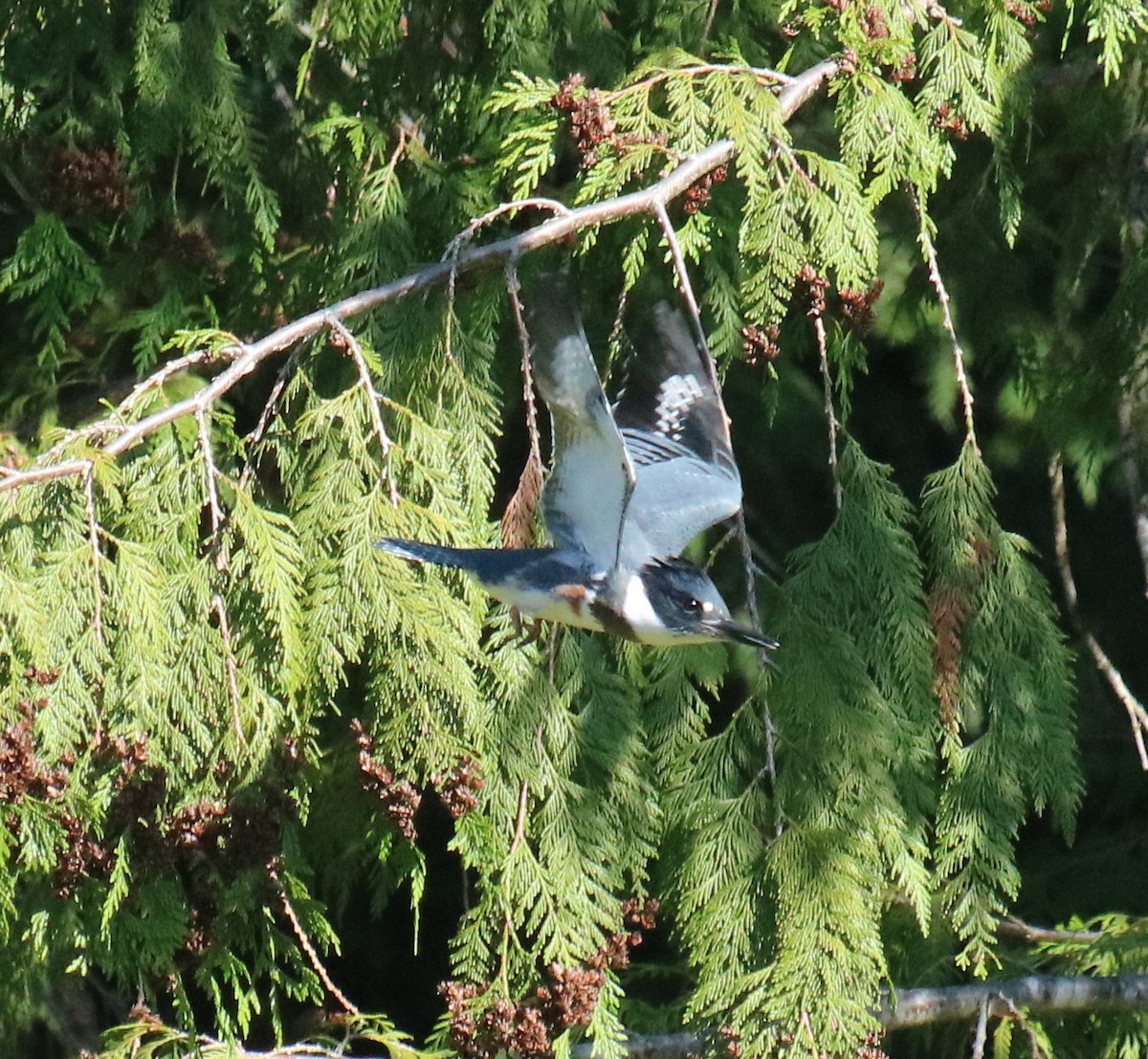 Belted Kingfisher - ML593232171