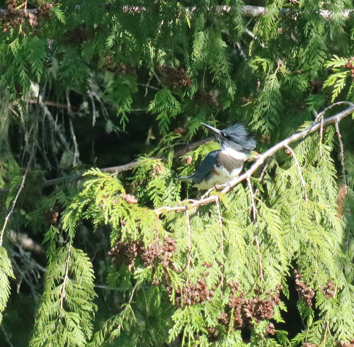 Belted Kingfisher - ML593232181