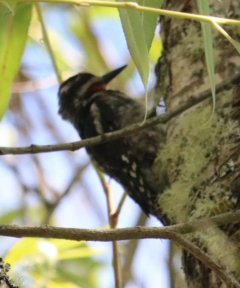 Red-breasted Sapsucker - ML593232411