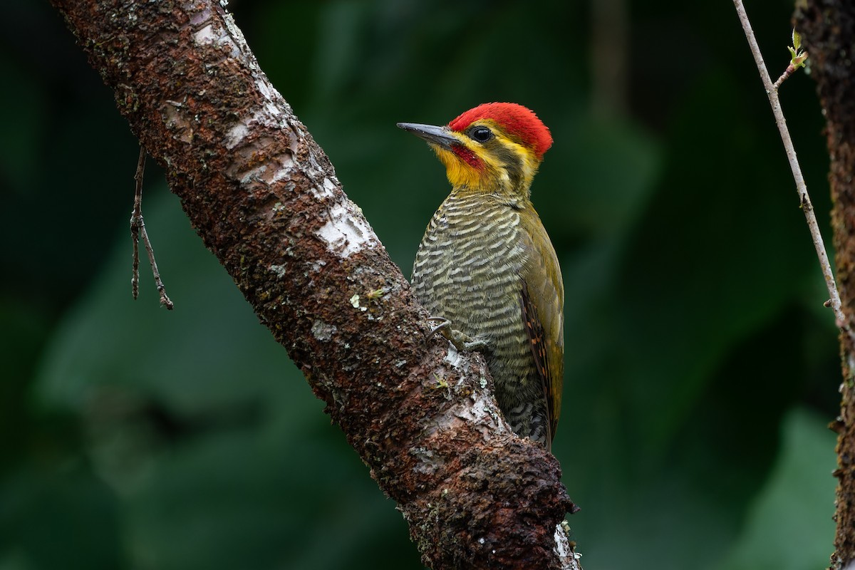 White-browed Woodpecker - Joao Quental JQuental