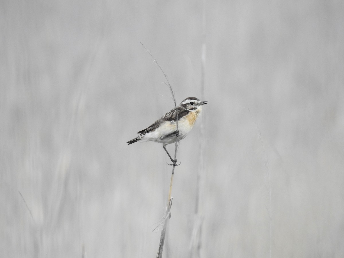 Whinchat - ML593234471