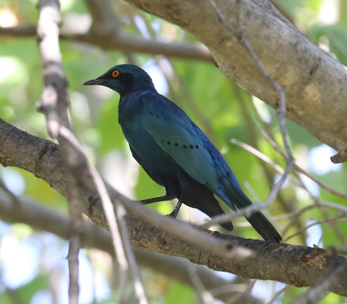 Greater Blue-eared Starling - ML593235321