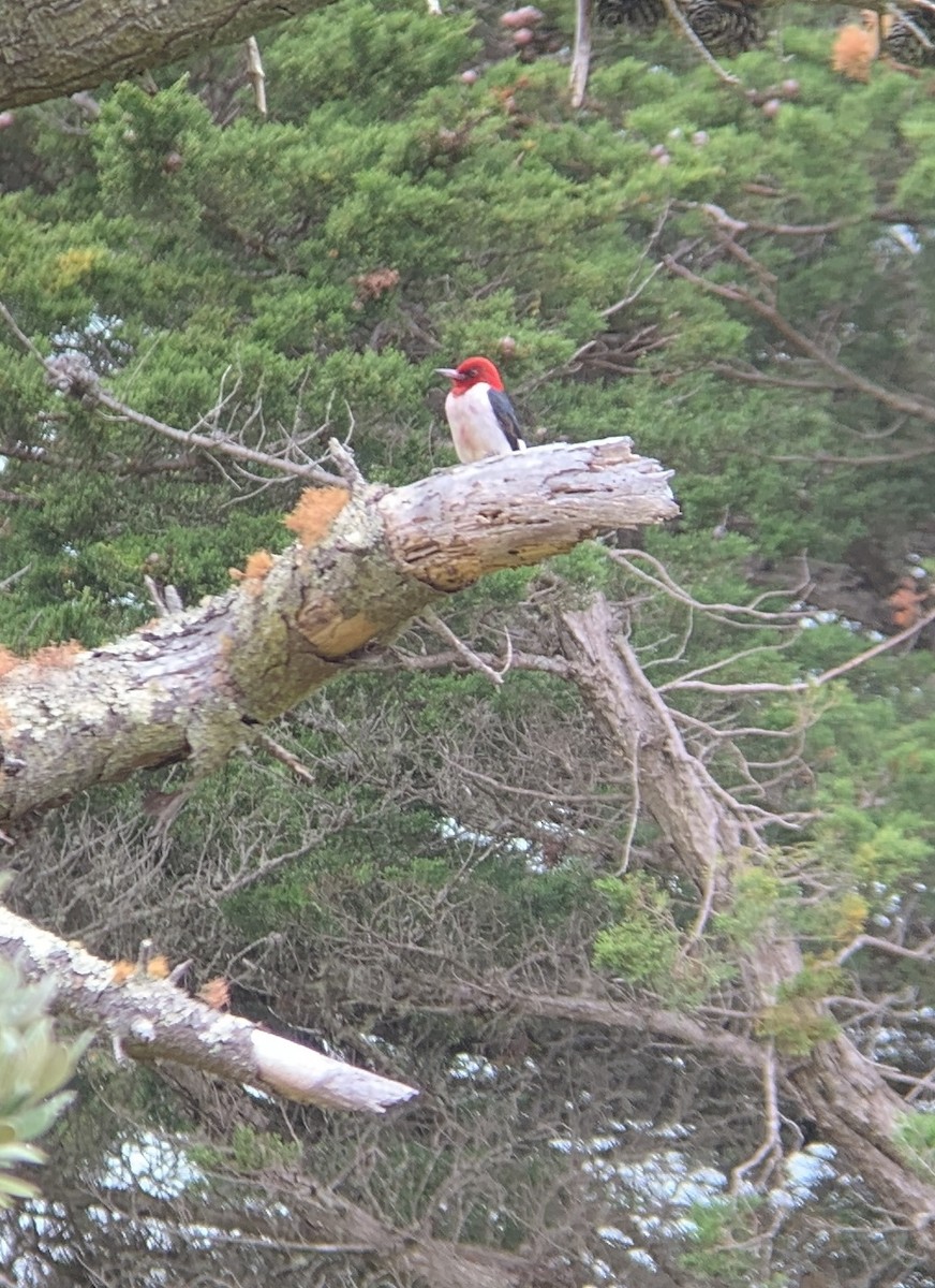 Red-headed Woodpecker - ML593237421