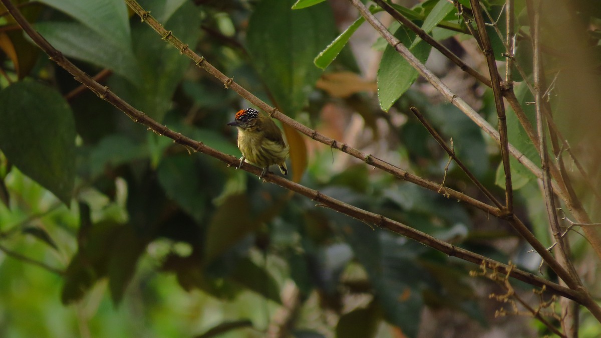Olivaceous Piculet - ML59323961