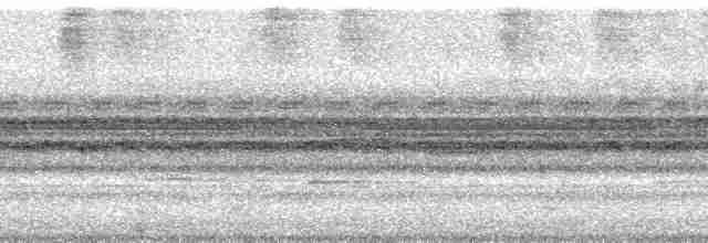 Рораймская совка [группа napensis] - ML59324
