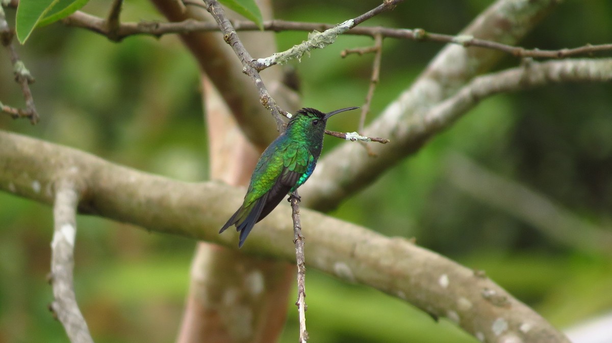Shining-green Hummingbird - Jorge Muñoz García   CAQUETA BIRDING