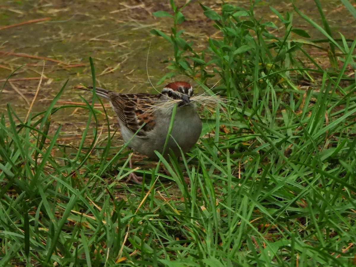Chipping Sparrow - ML593241651