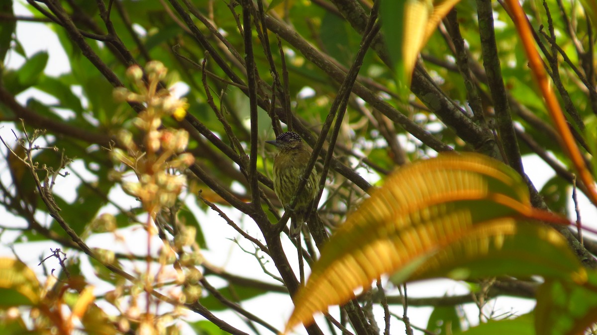 Olivaceous Piculet - ML59324171
