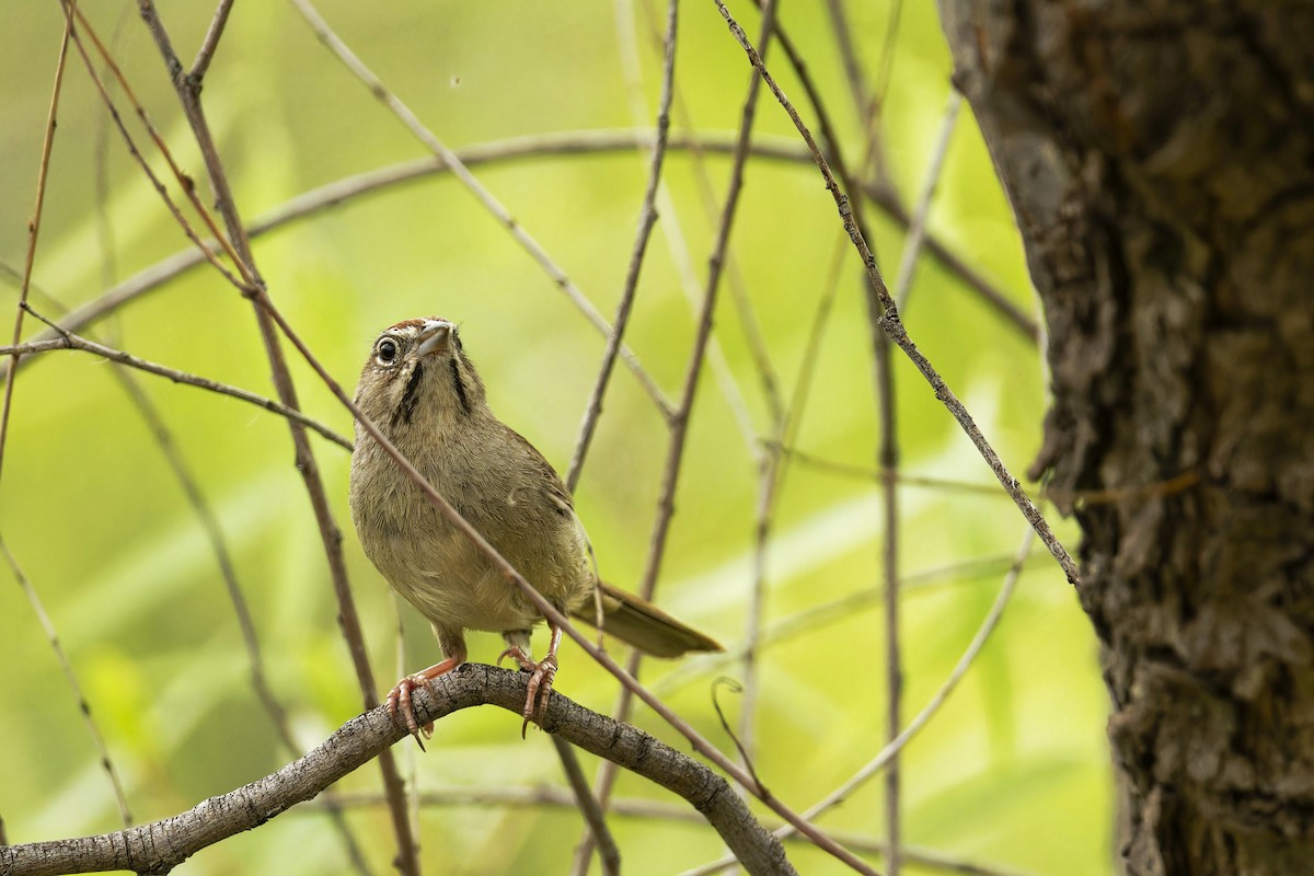Rufous-crowned Sparrow - ML593241871