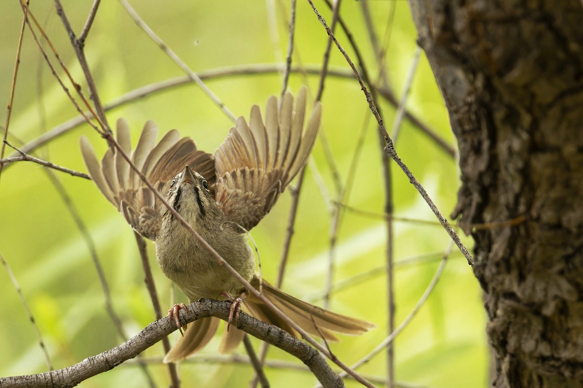 Rufous-crowned Sparrow - ML593241881