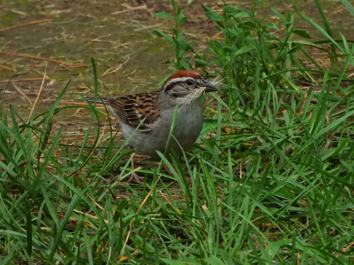 Chipping Sparrow - ML593242341