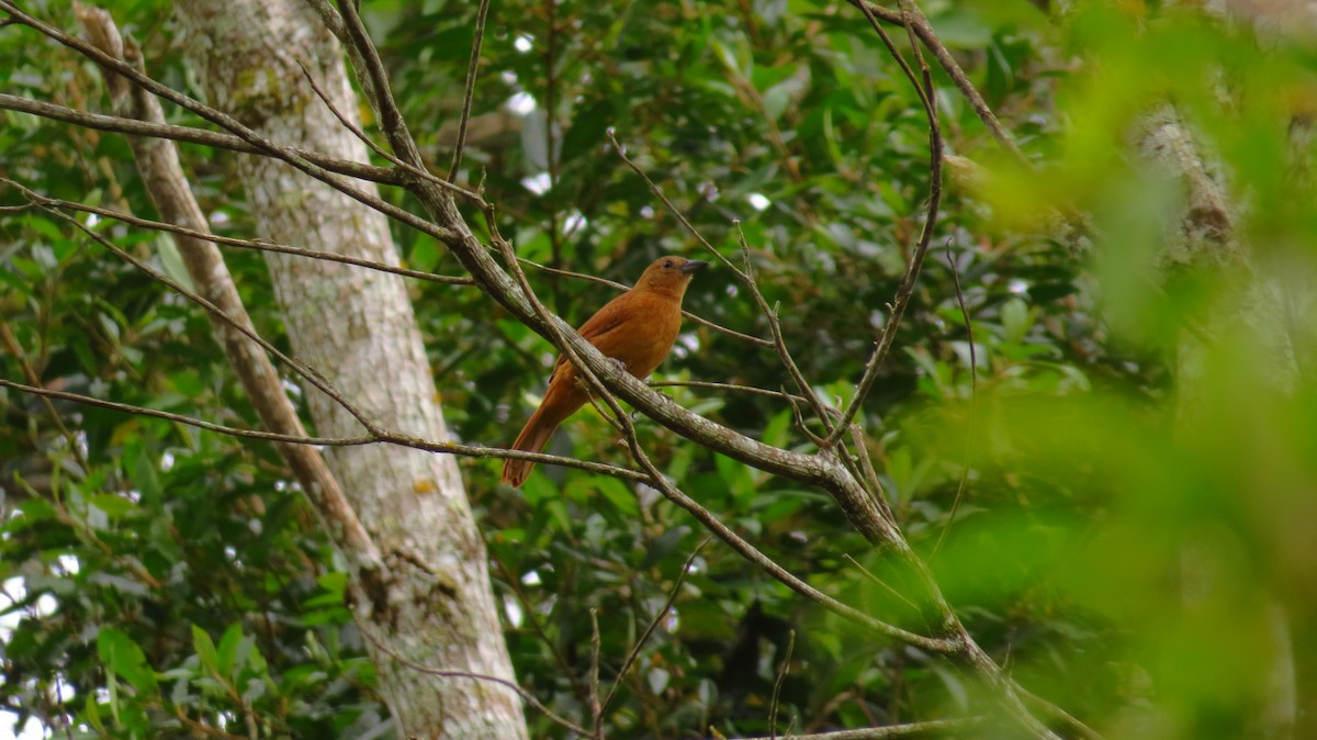 White-lined Tanager - ML59324291
