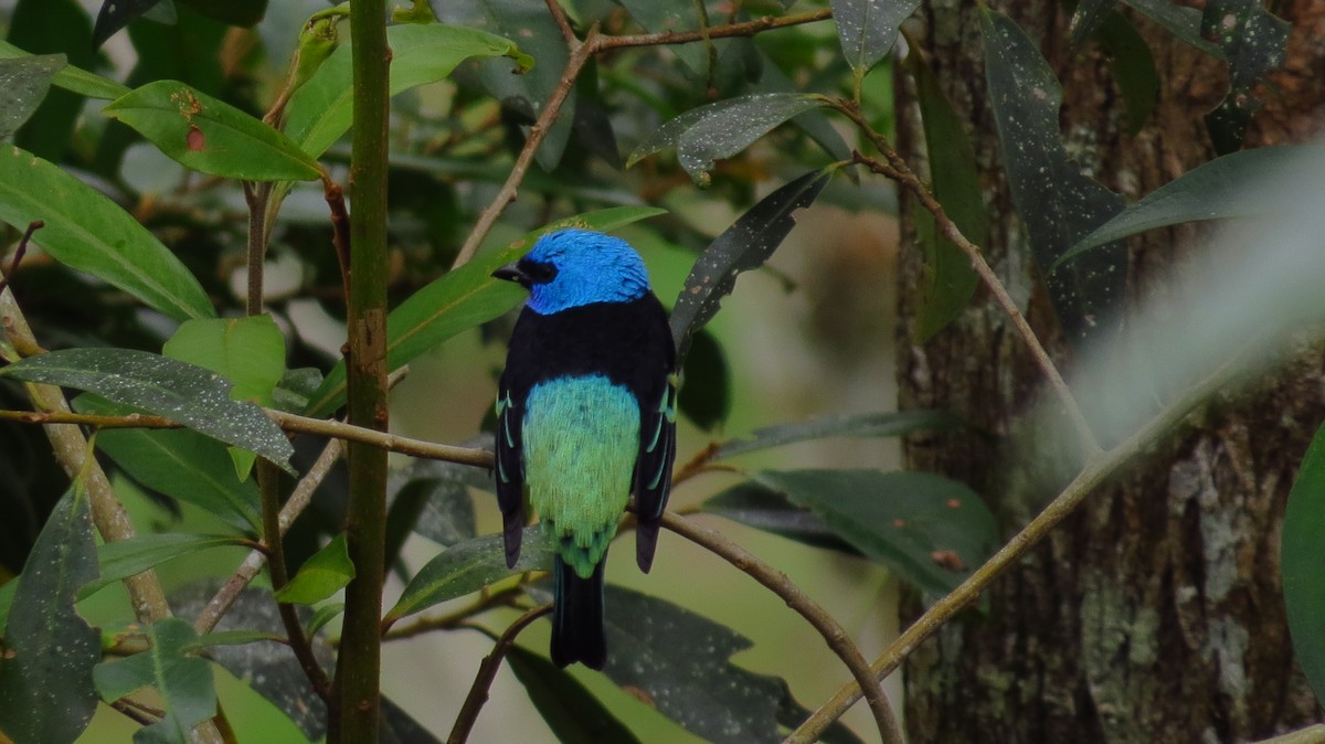 Blue-necked Tanager - ML59324301