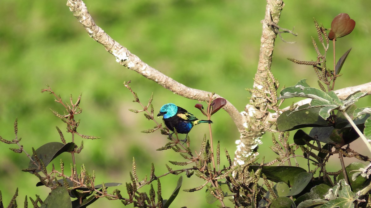 Blue-necked Tanager - ML59324491