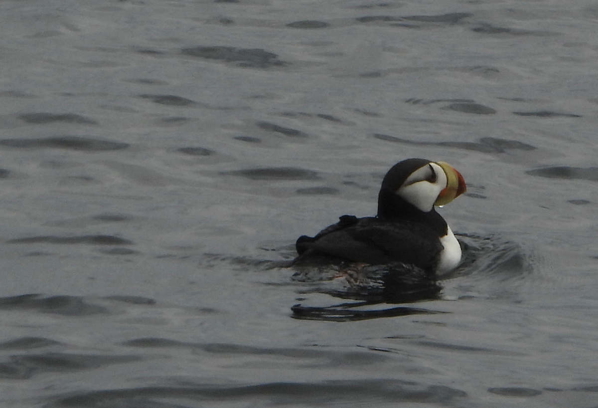 Horned Puffin - ML593245341
