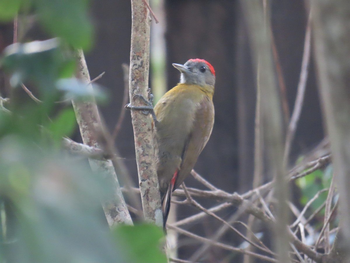 Olive Woodpecker (Southern) - ML593245611