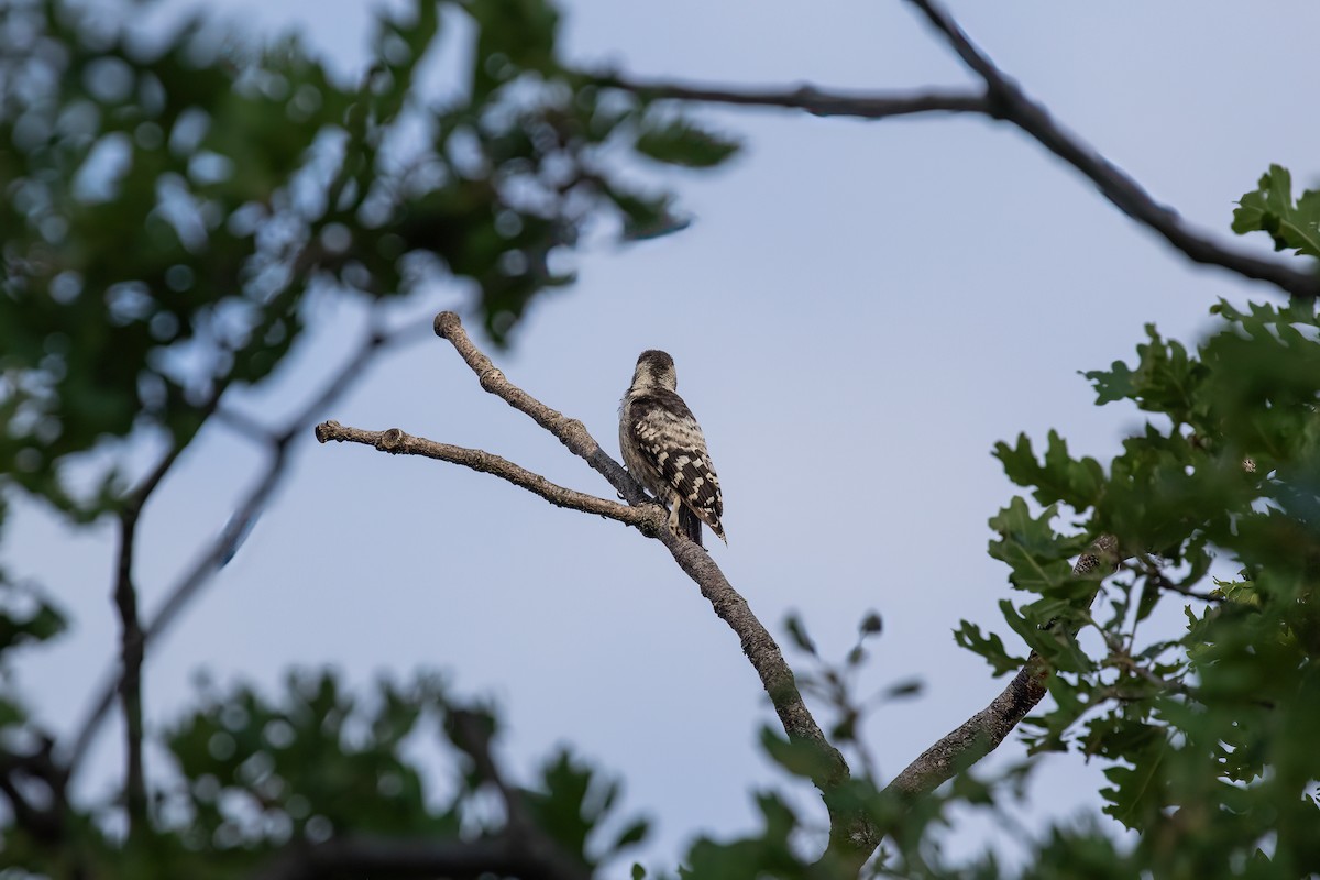 Lesser Spotted Woodpecker - ML593248931