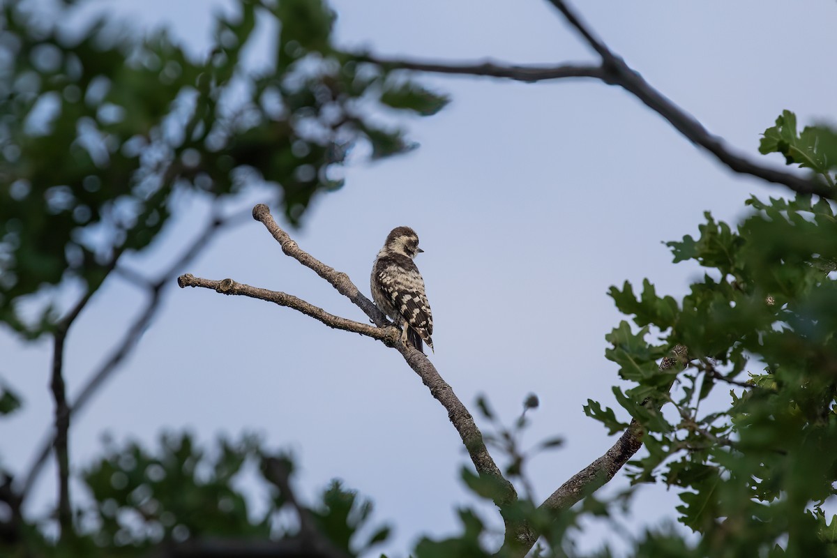 Lesser Spotted Woodpecker - ML593248941