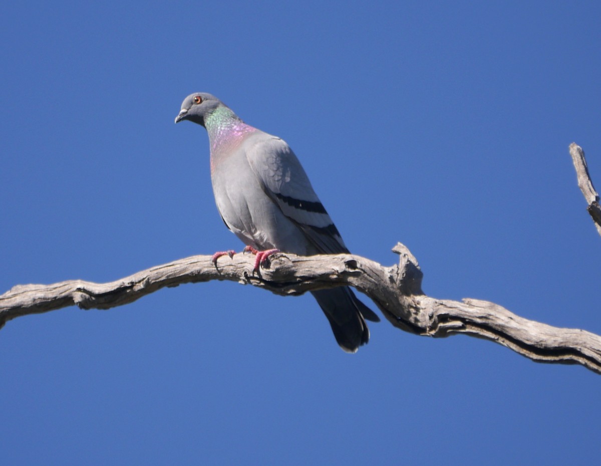 Rock Pigeon (Feral Pigeon) - Frank Coman