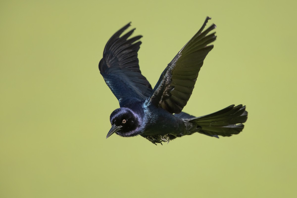 Boat-tailed Grackle - ML593255061