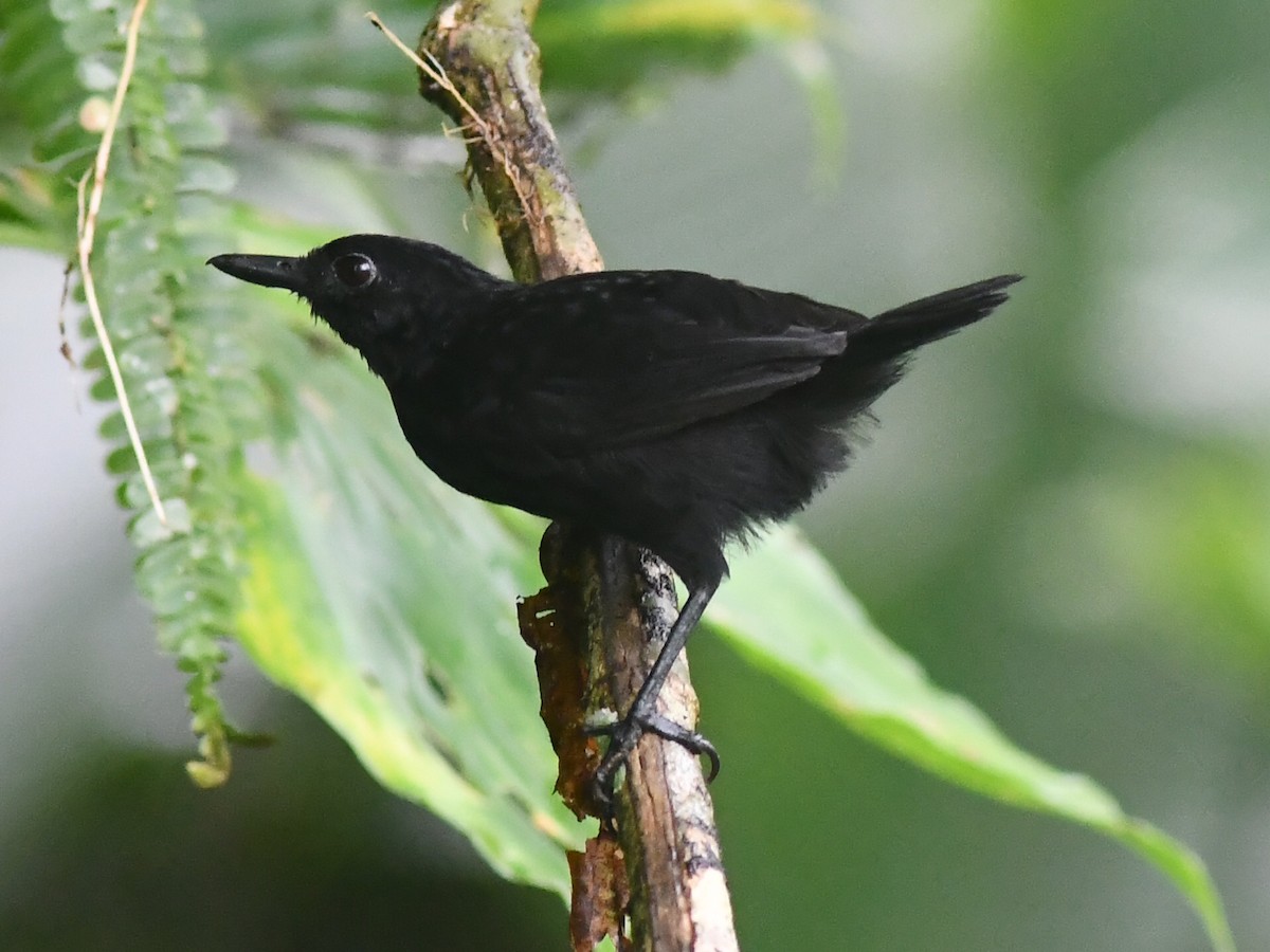 Stub-tailed Antbird - Jessy Lopez Herra