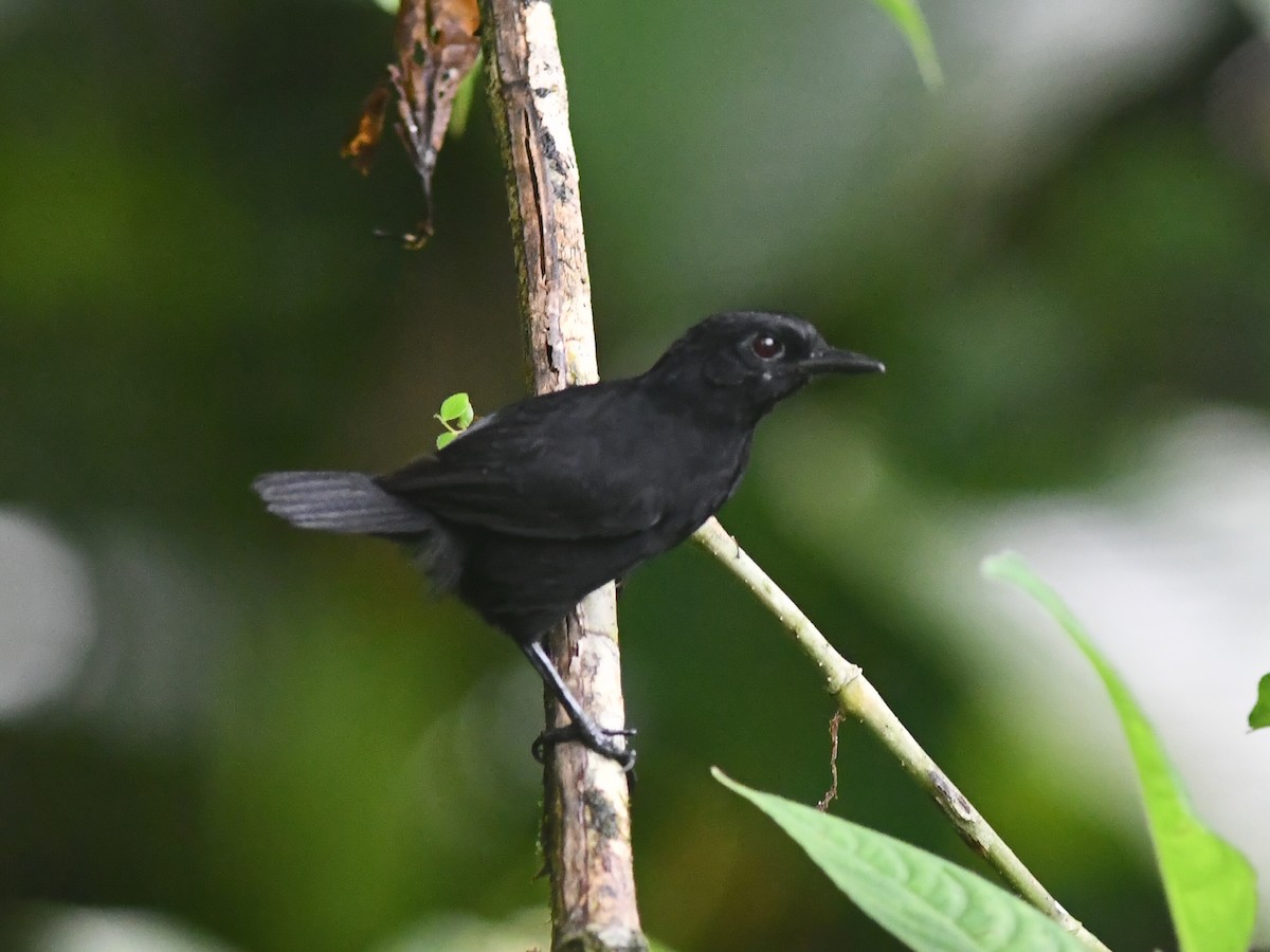 Stub-tailed Antbird - ML593257501