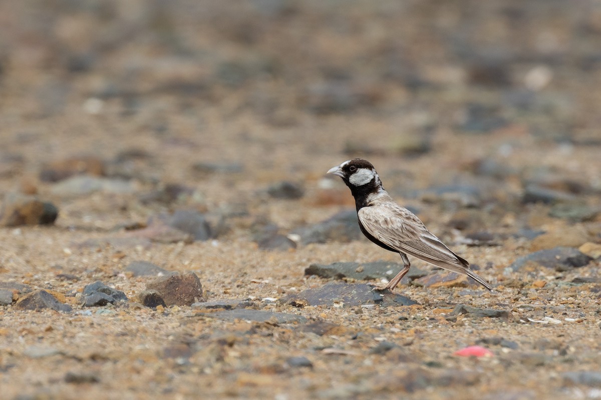 Black-crowned Sparrow-Lark - ML593257551