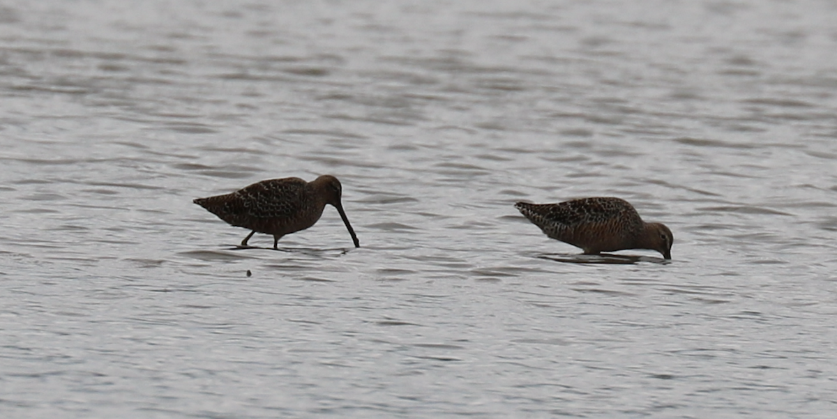 Long-billed Dowitcher - ML593261431
