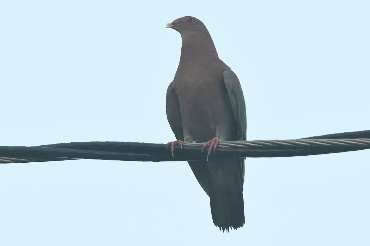 Red-billed Pigeon - ML593263901
