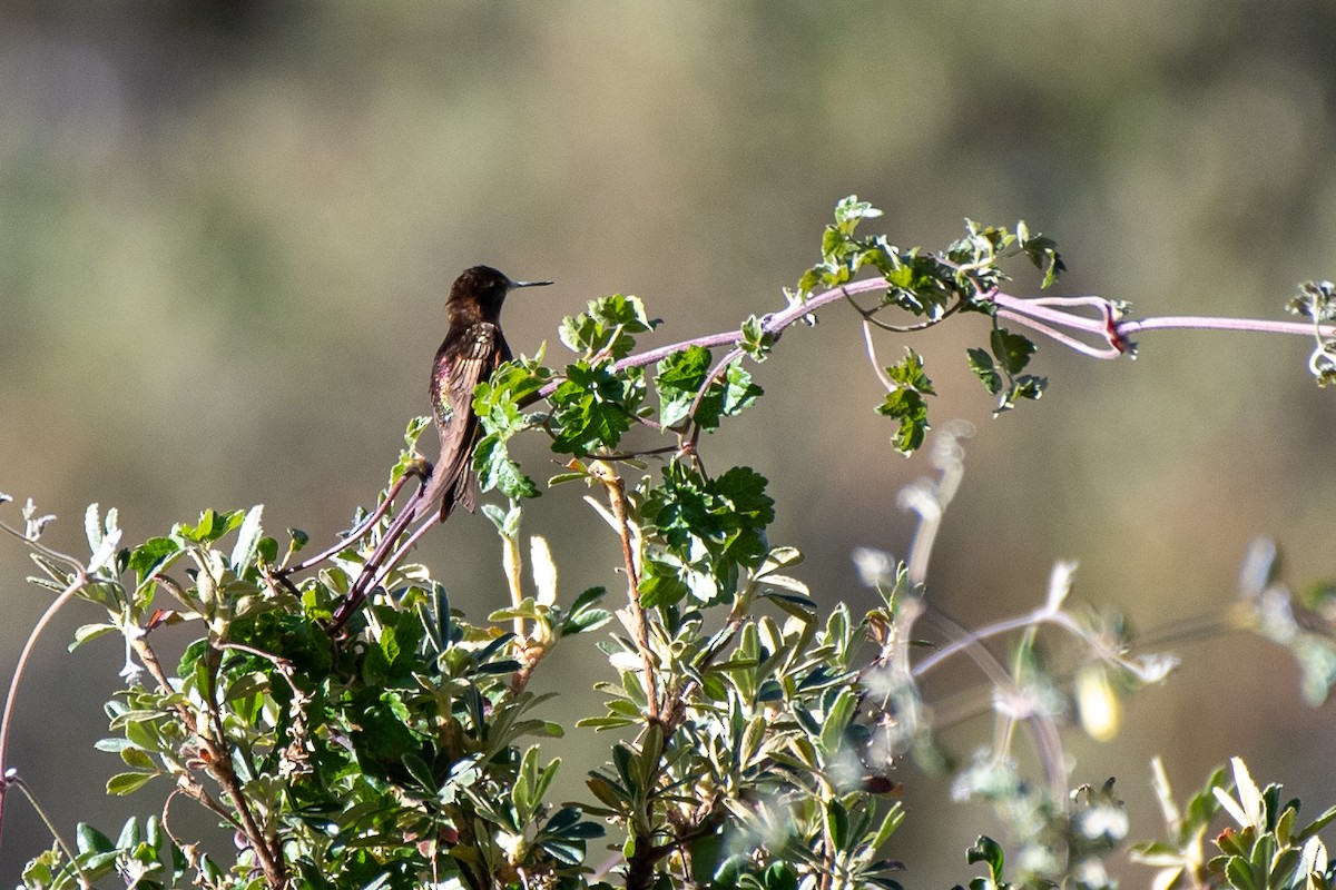 kolibřík duhovohřbetý - ML593264621