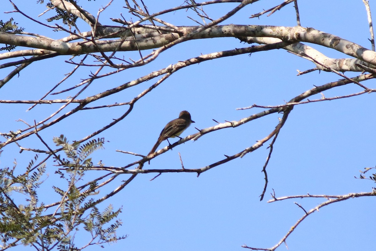 Brown-crested Flycatcher - Robert McNab