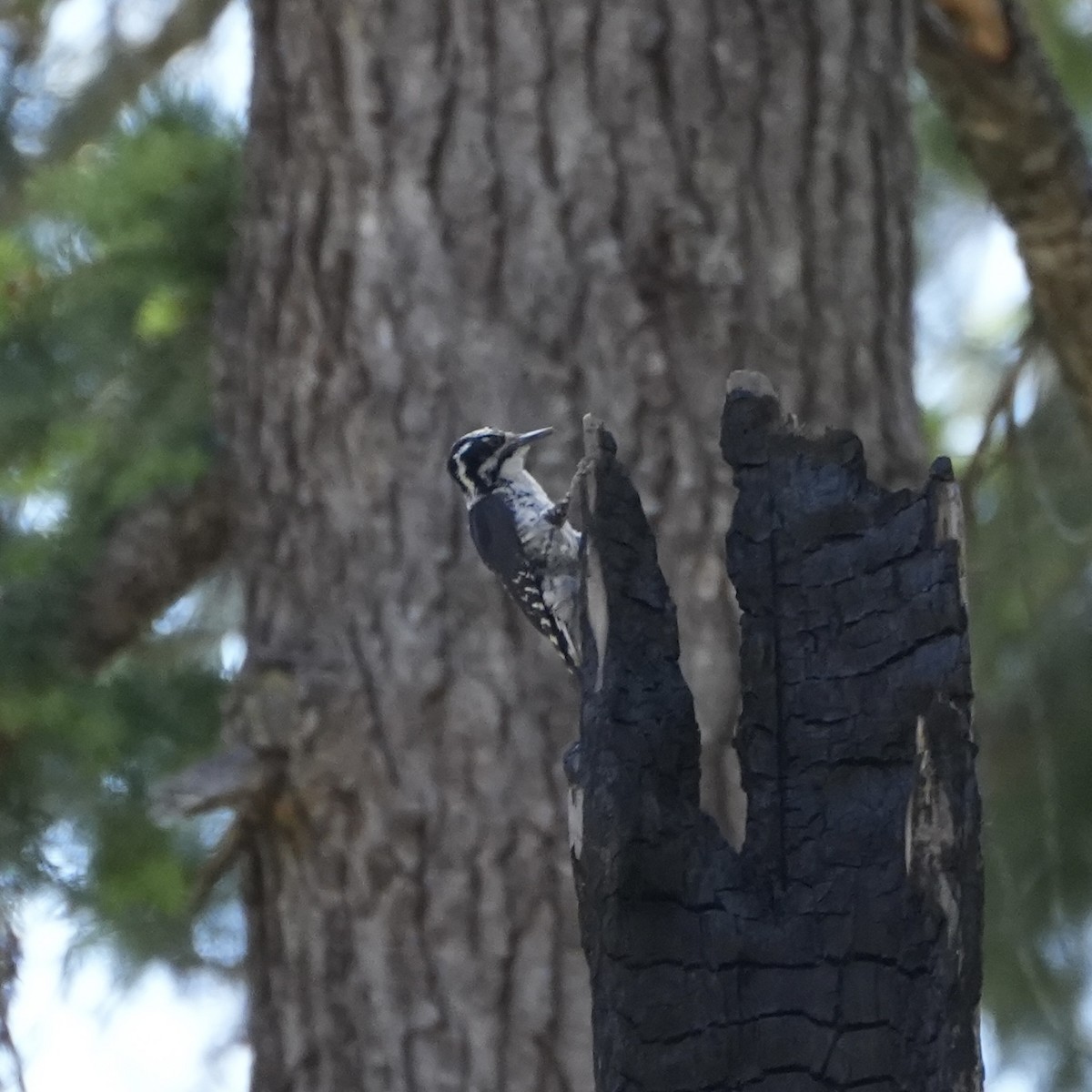 American Three-toed Woodpecker (Northwest) - ML593266141