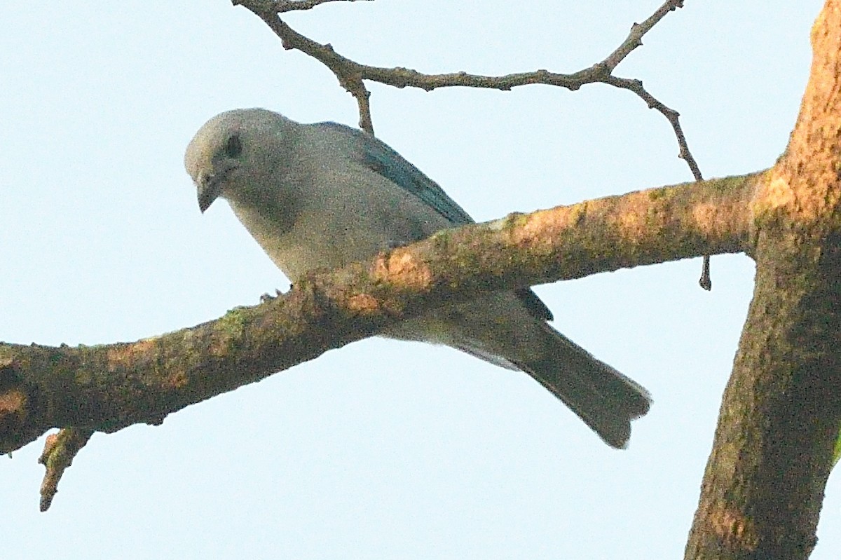 Blue-gray Tanager - ML593266401
