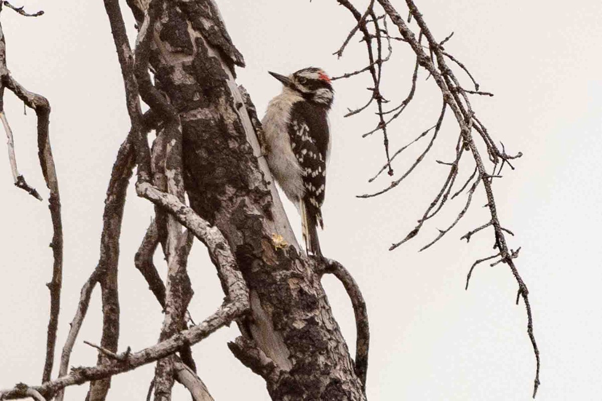 Hairy Woodpecker - ML593268181