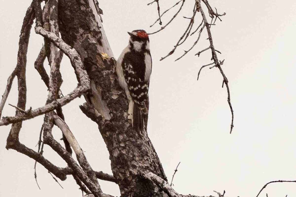 Hairy Woodpecker - ML593268201