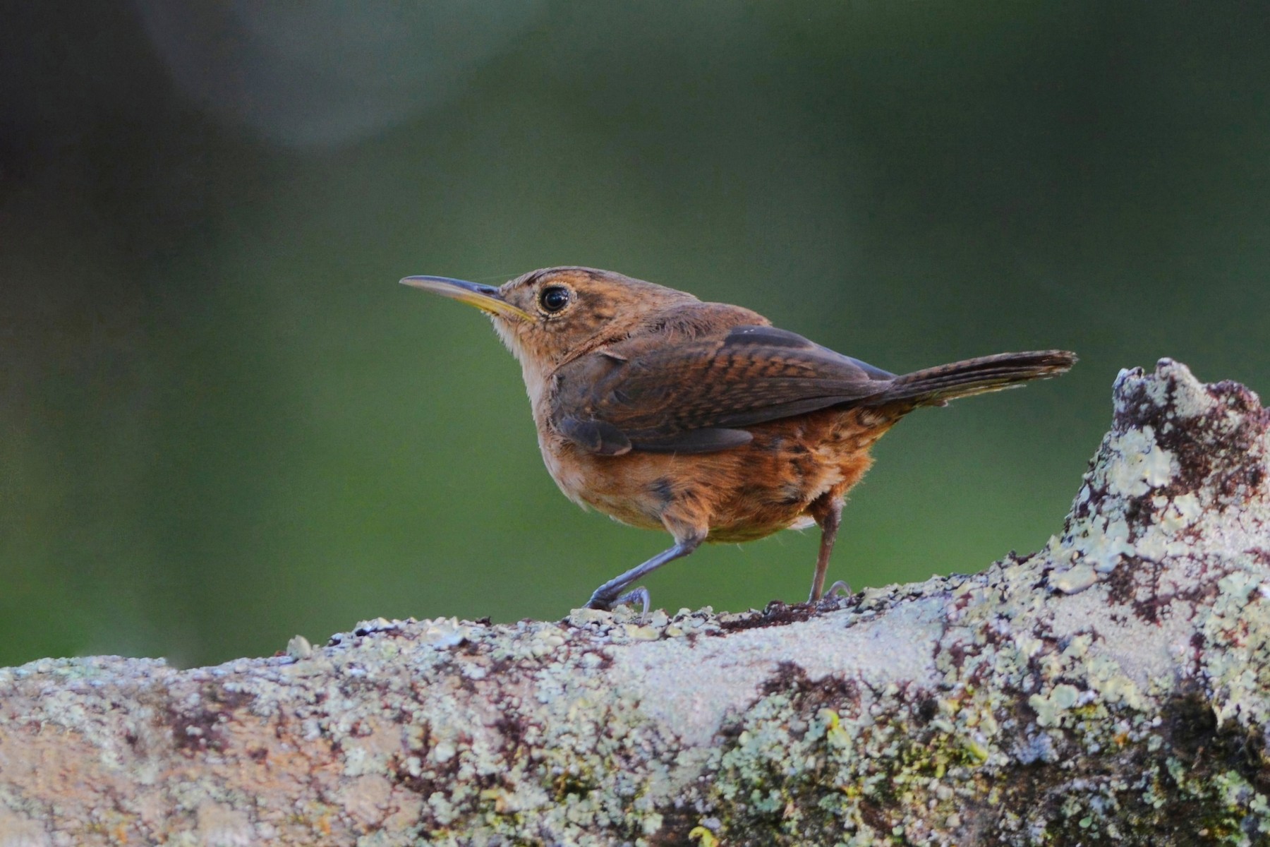 Saltapared Común (rufescens) - eBird