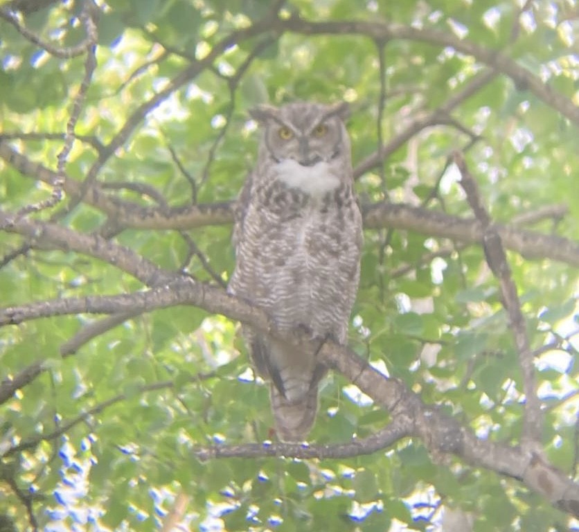Great Horned Owl - ML593272071