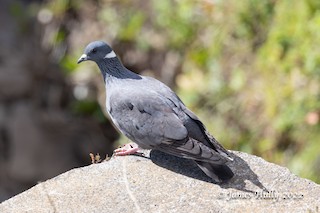 White-collared Pigeon, ML593274611