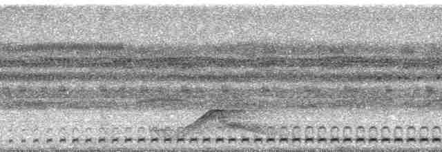 Рораймская совка [группа napensis] - ML59328