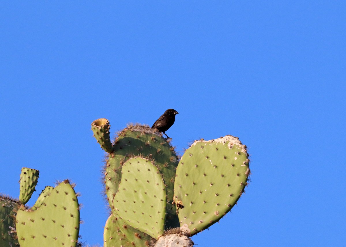 Common Cactus-Finch - Noreen Baker