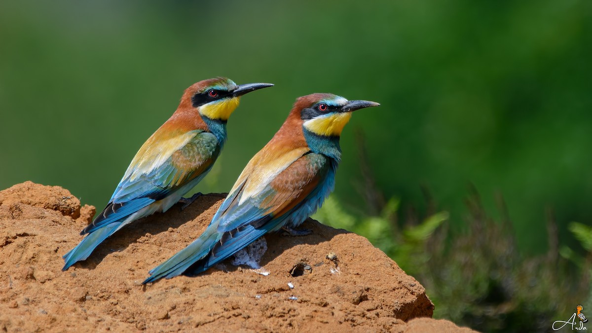 European Bee-eater - Arda Dönerkayalı