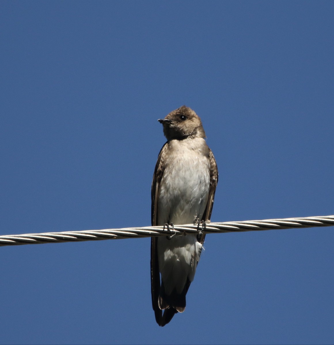 Northern Rough-winged Swallow - ML593295361
